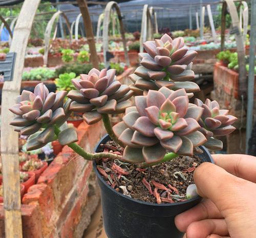 长势|5种容易养成老桩的多肉，一养就能成功，越养越美，适合新手