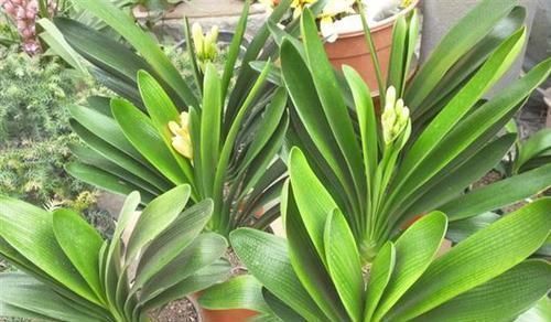 兰叶子|这一套养护君子兰的计划，我根本不外传，只教给你们