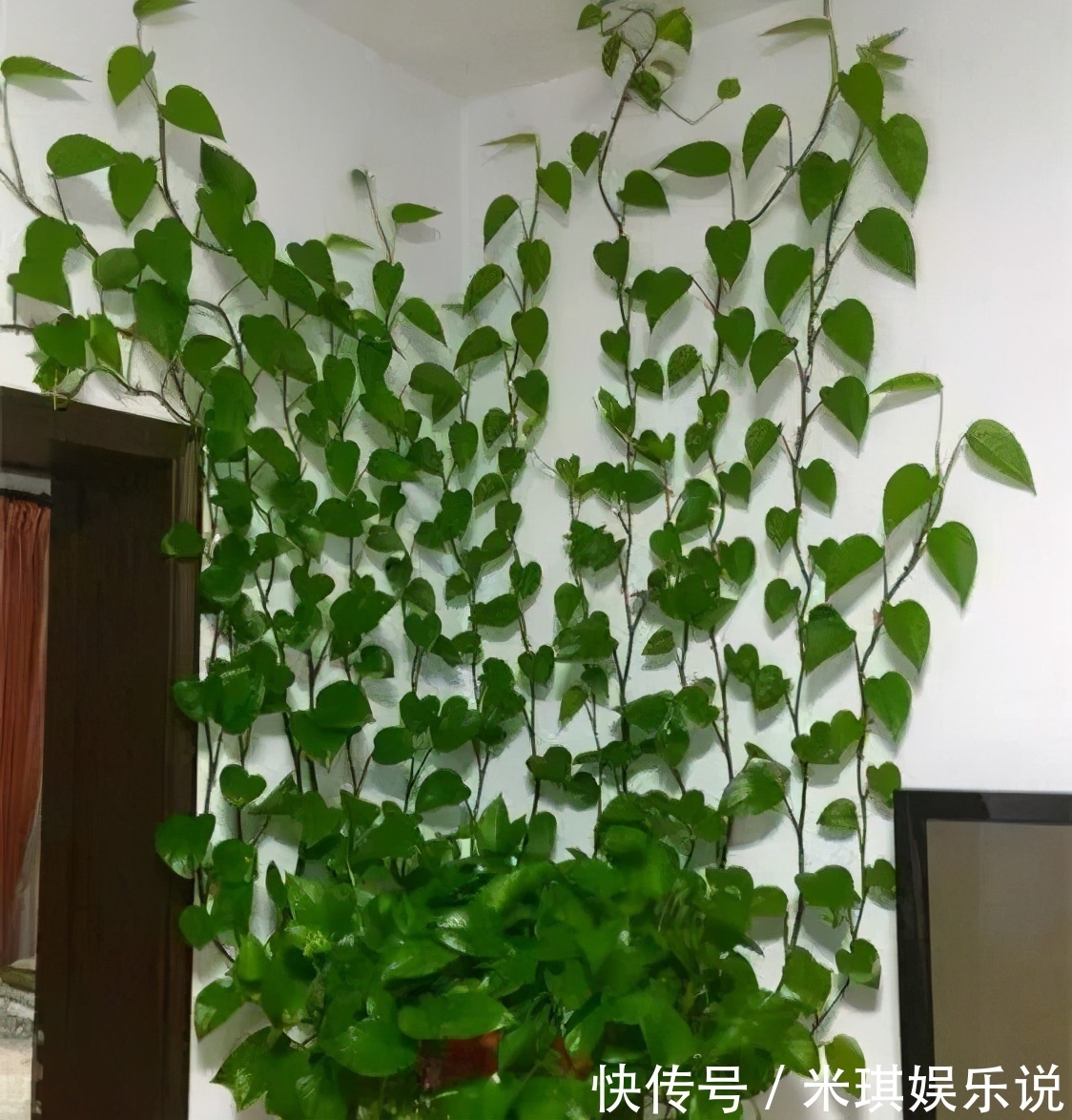 被说“不吉利”的3种花,是真的吗?爱花的人来看下