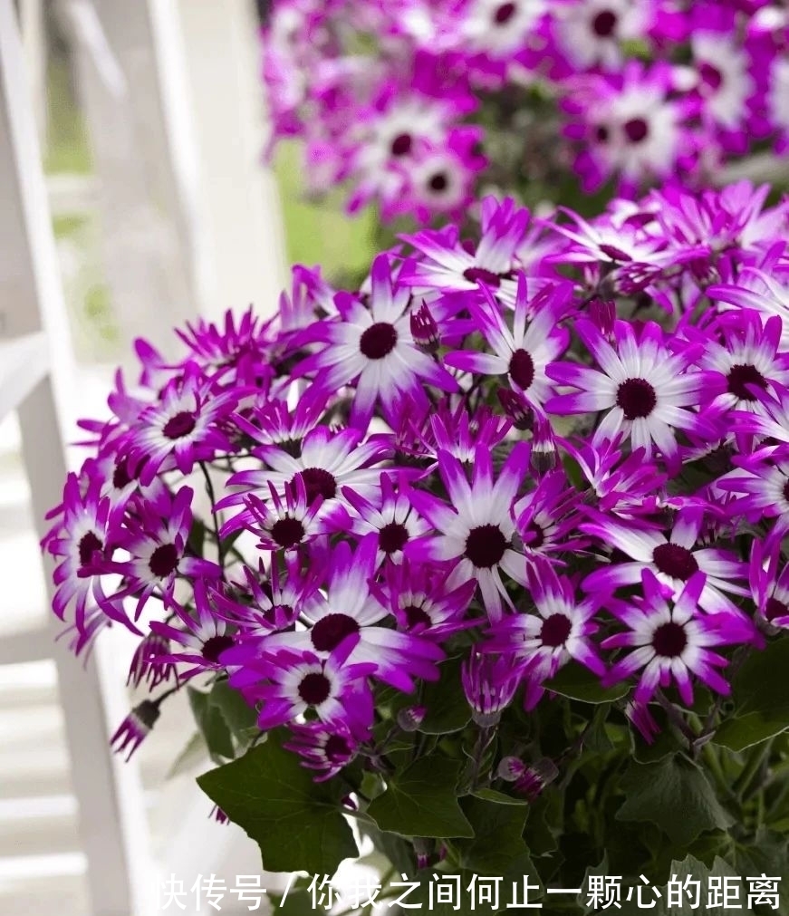 为什么家里的瓜叶菊养一段时间就会枯萎,如何让它开花更久?