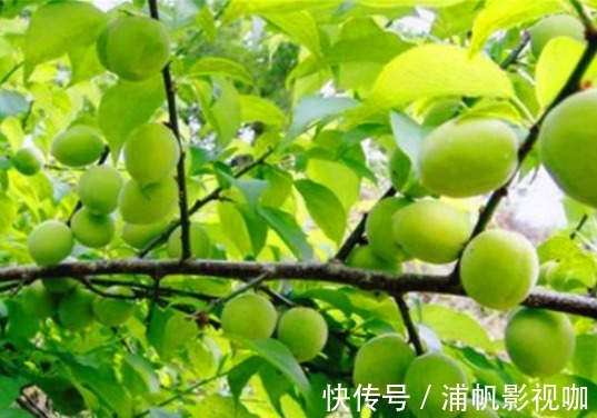 常吃|很有营养的3种食物,秋天常吃,健脾暖胃,补充营养,提高抵抗力