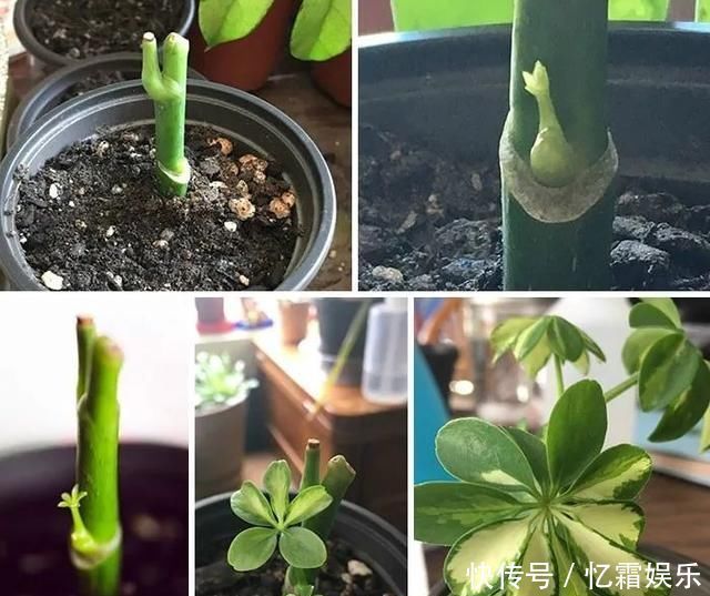 快枯死的绿植在大神手下起死回生,对比图超治愈又励志哇