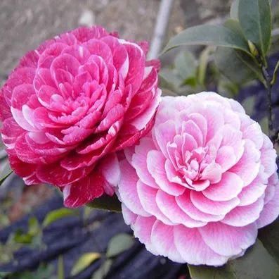  茶花的花苞没打开就焦边了怎么回事？难逃这6个原因！