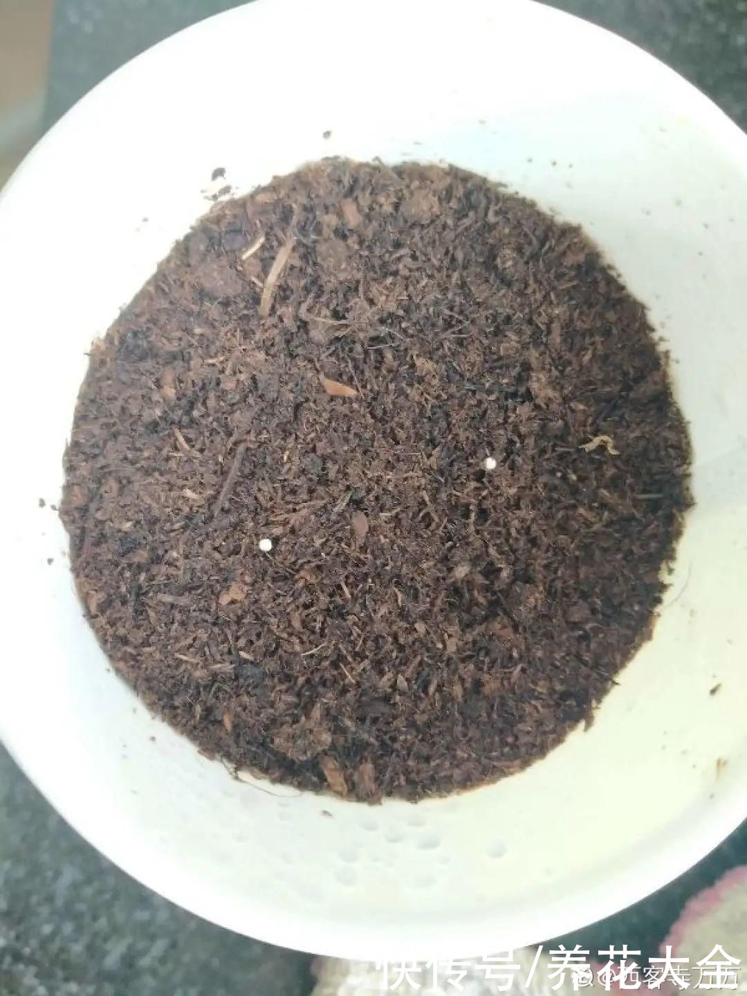 11种常见花，现在扦插，成活率特高