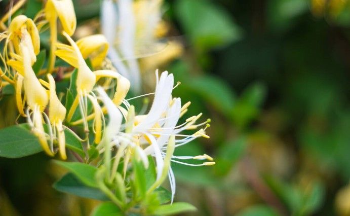 小神仙|这花被誉为“药铺小神仙”，冬天绝不能错过！清热润肠，还能缓解感冒