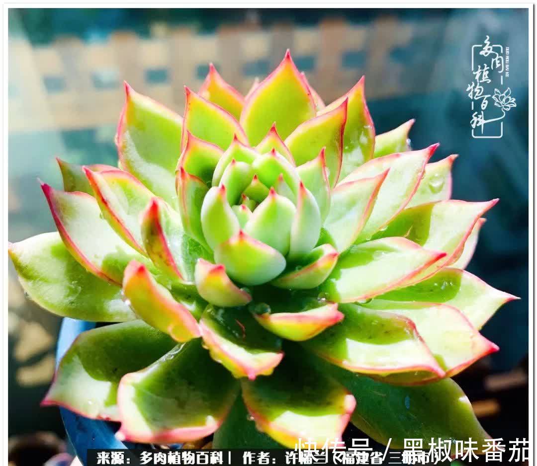 尖尖|养多肉两年，美丽与赏心悦目并存！