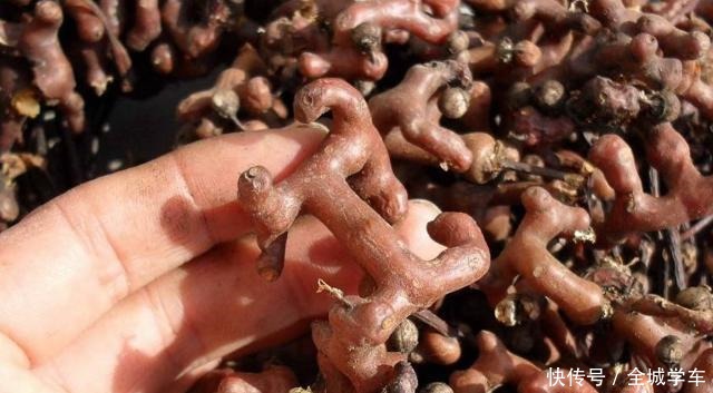 它就要成熟了,请别嫌弃果实小,记得采摘,目