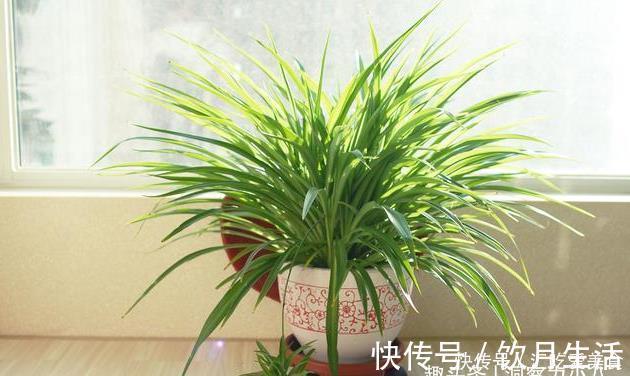 吊兰有“三怕”,避开不黄叶,野性足“猛抽穗”,一年长成绿瀑布