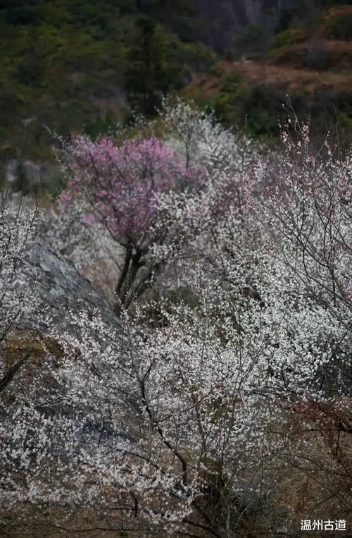 楠溪陡门梅岙花开正好，骄艳漫山坡，我已去过，你何时去？