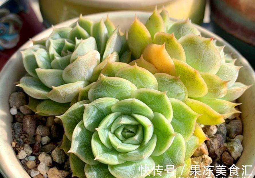 多肉昂斯诺是好品种,最少能找出4个优点来,但也有3个明显的缺点