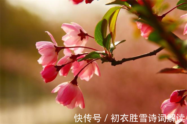 春天@初冬海棠古诗六首:昨夜海棠开数朵,一双蝴蝶上阑干