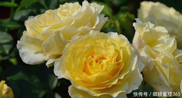 春天养月季最重要的是什么做好几点,叶片油绿开花多