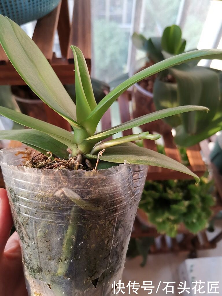 养花|气温高了，养花5种花别“乱浇水”，今天浇、明天可能就烂根