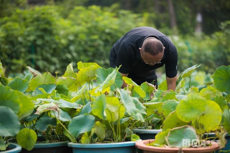 荷花|【组图】一人一狗一院花，济南大明湖35年“养荷人”的故事