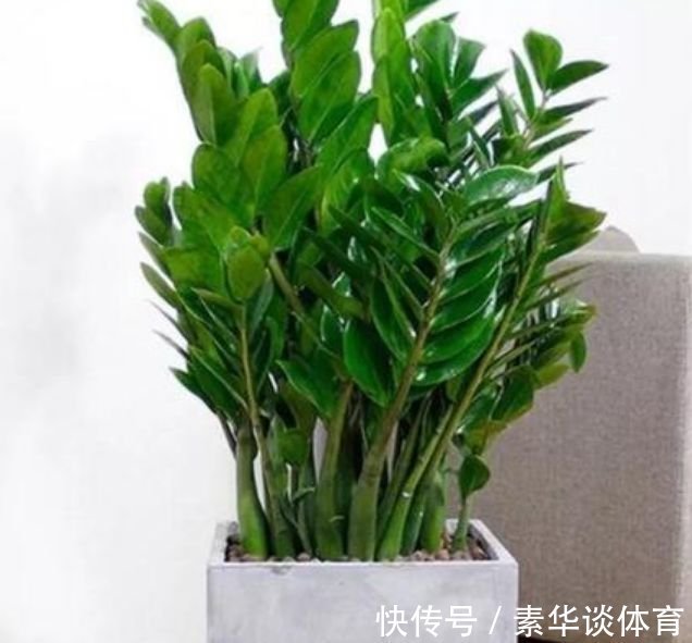 家养3种花,旺家又旺财,福气满满,红红火火送吉祥!