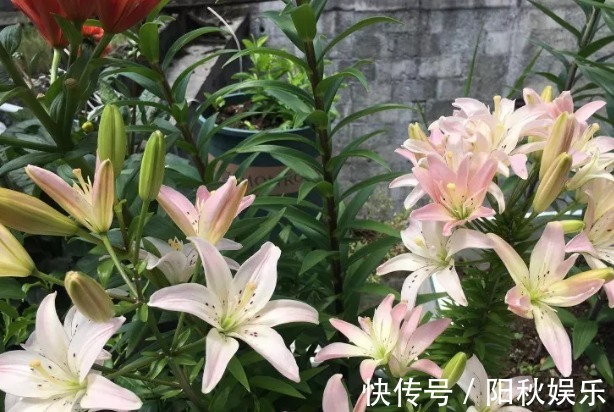 月季花|5种花卉“别乱养”,香气“有毒”,放在卧室并不好,别疏忽!