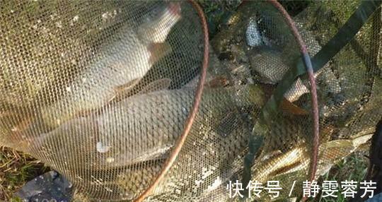 曲酒|野钓秘方窝料、饵料配方大揭秘,可以让你的鱼获翻倍哦