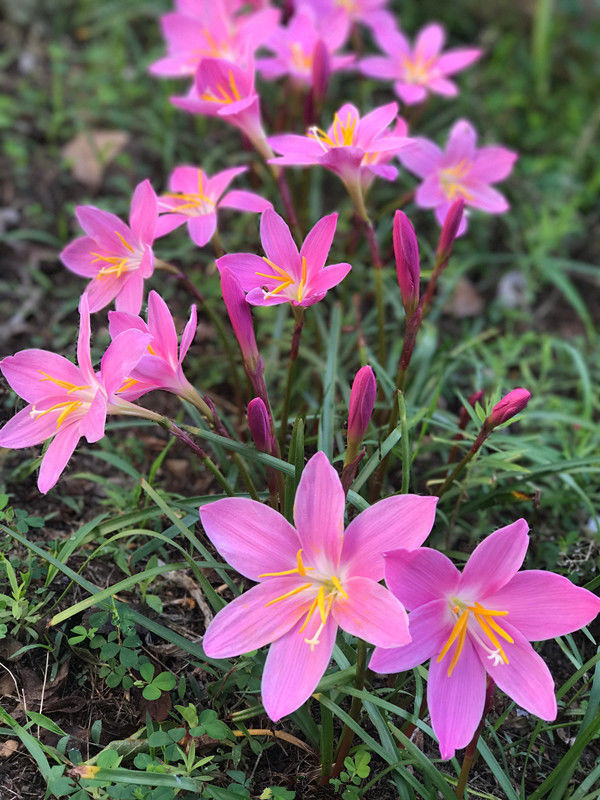 韭兰花韭兰花|养花就养此款花，花开不断，鲜艳漂亮，花开枝繁叶茂，超美