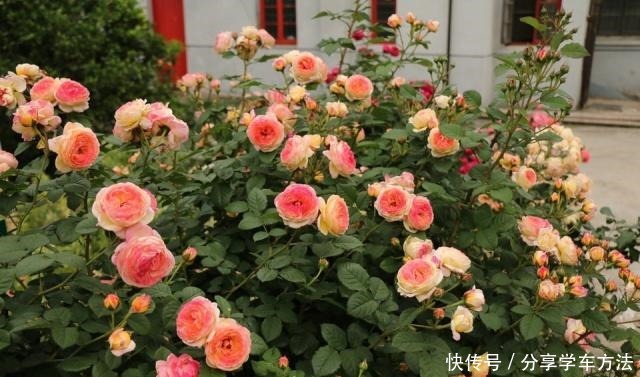 养花施肥,这“4大禁区”莫入,不然适得其反,啥花都会烂根黄叶!