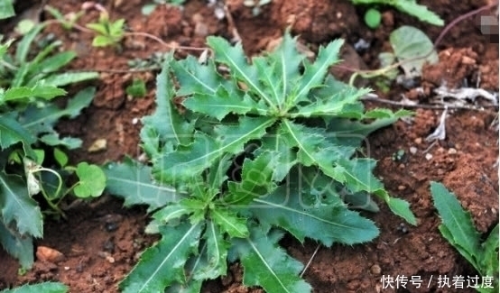 医生叮嘱:这三种青菜吃之前一定要烫一下,尤其是最后一种!