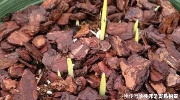 按需施肥太累人,不如就拿它当花土,养啥花都没问题!