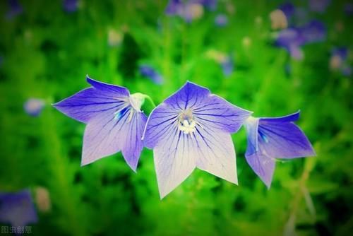  人参|有一味中药是传统五参之一，能养阴清肺，还能养胃