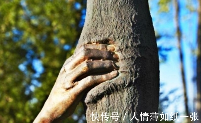 一只手|世界上最顽强的一只手,握在一棵树上50年,网友:好心疼树