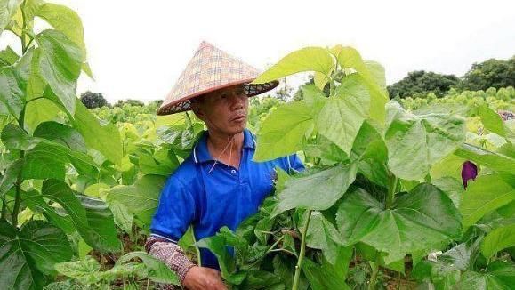 此叶摘几片用来煮鸡蛋汤，营养美味更好喝，还可保护视力降血压