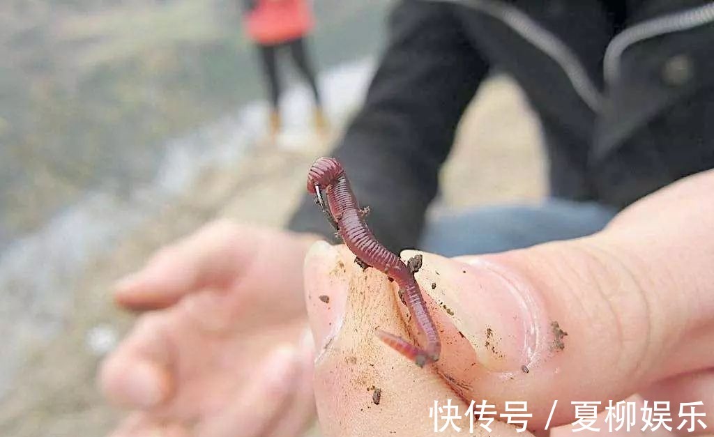 钓友|蚯蚓钓大鱼,真正奥秘不是挂钩方式,做好这一步,大鱼排队咬钩