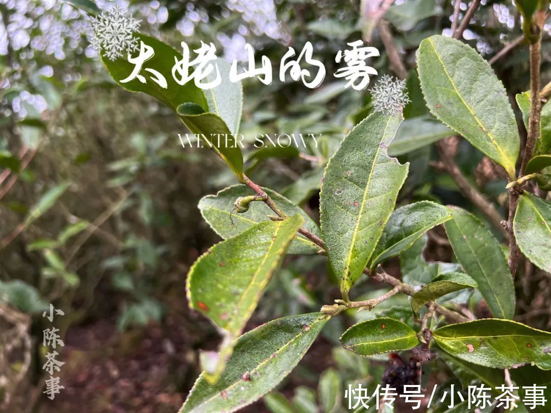 茶树|雨雪天气来袭，今年太姥山的白茶，武夷山的岩茶、红茶还好吗？