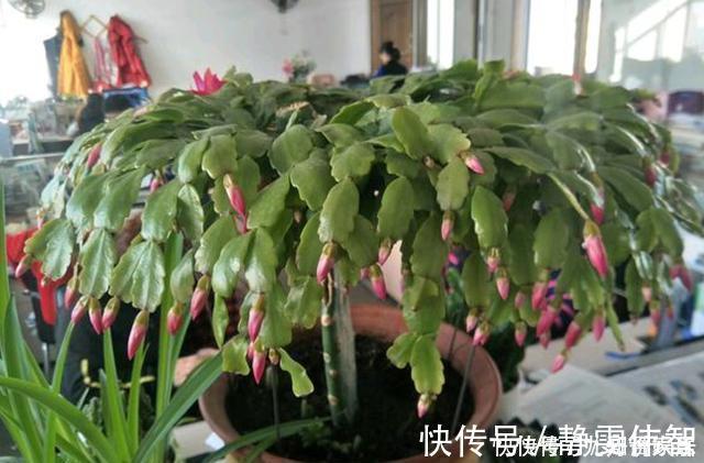 夏季|蟹爪兰要狠劲“掐”，度夏才安全，秋天直接爆芽，新叶肥厚猛开花