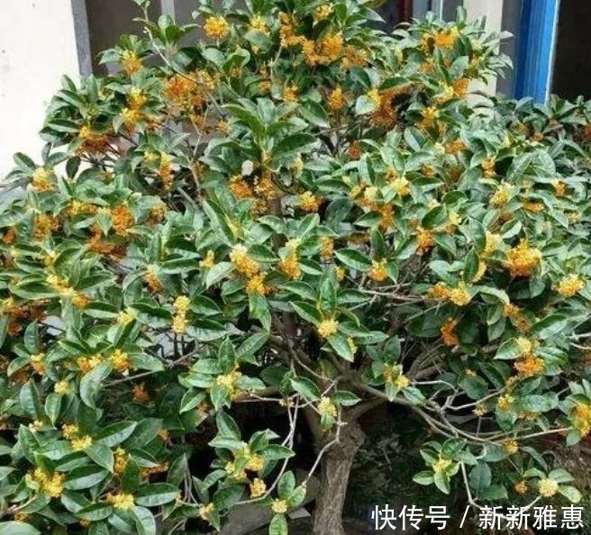 光照|5种花漂亮又净化空气,随便养就爆盆,吉祥富贵,清香四溢