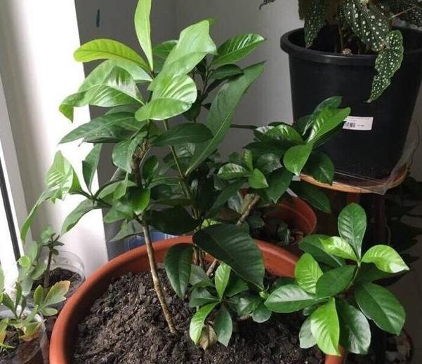 养茶花 杜鹃花 不懂得这4方面需求 盆栽成活 开花难度极高 快资讯