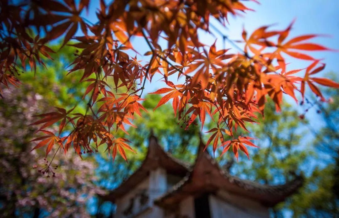 老年|霸屏粉红色丨看过泸州这片最美的海棠，才算是经历了春天