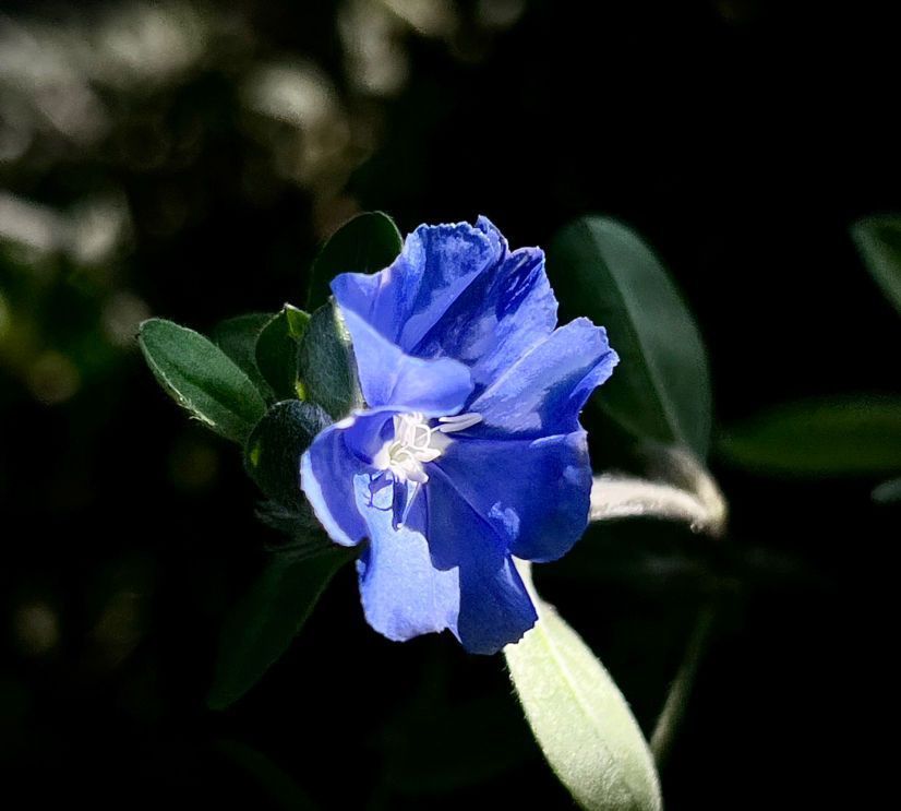 几种开花植物超耐阴,带来吉祥好兆头,养上一盆好运连连