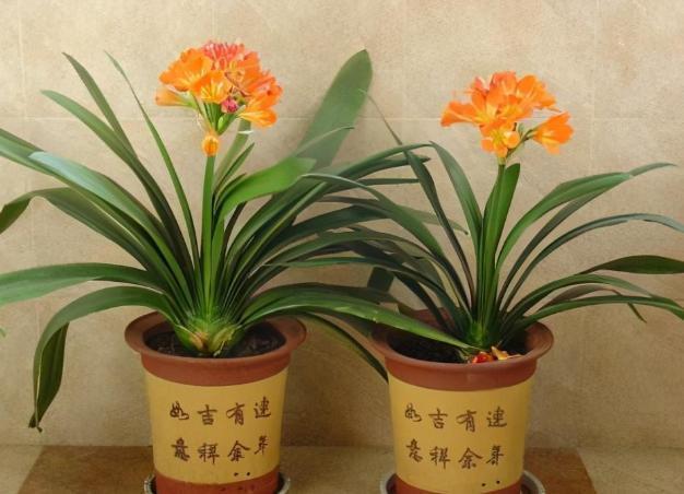 骨头|盆养君子兰，7天浇一次臭水，保管网格叶油绿、开花多