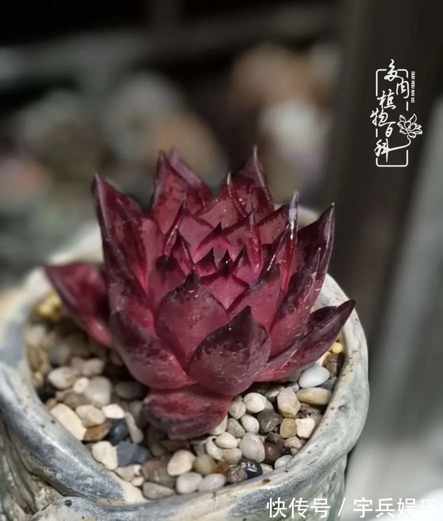 多肉植物|养多肉三年多九万里悟道,终归诗酒田园!