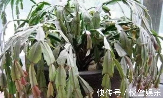 蟹爪兰|蟹爪兰叶子“软塌塌”教你做3步,嗖嗖冒新叶,入冬花朵爆盆