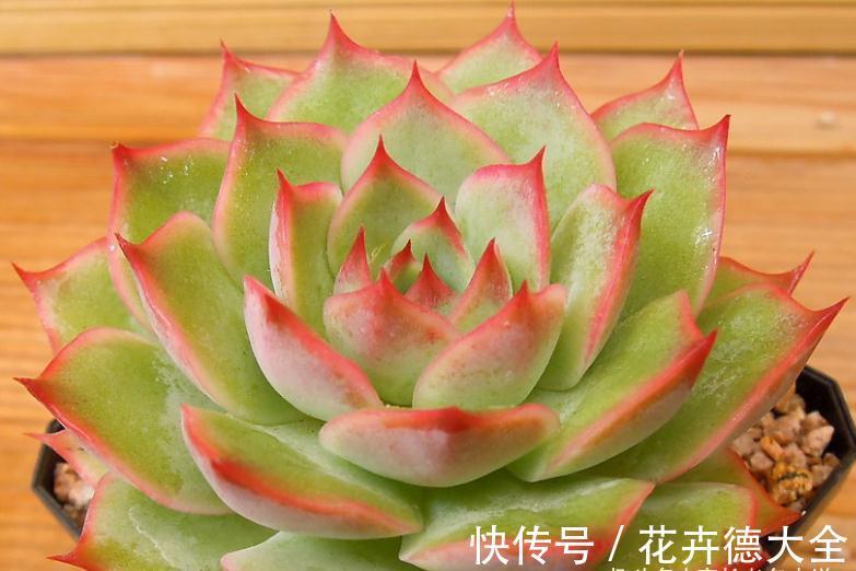 在找有颜值又好养，还容易养成捧花状的多肉？那就是粉色提示了！