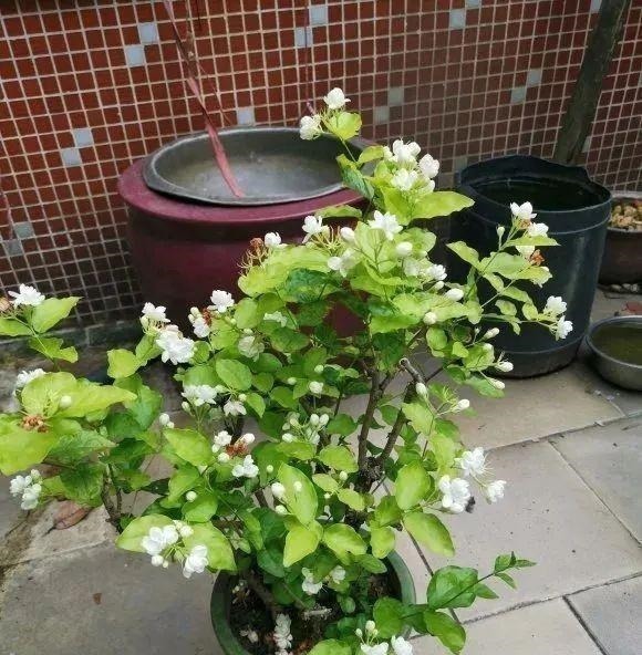 茎干|3种花养在小盆里,2年变老桩,茎干粗壮开花香,1次能开50朵