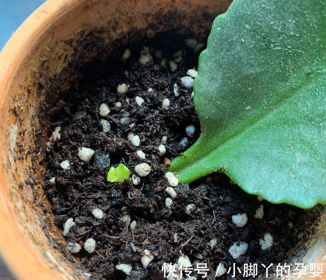 4种花,漂亮皮实又好养,用一片叶子也能扦插繁殖,绝了