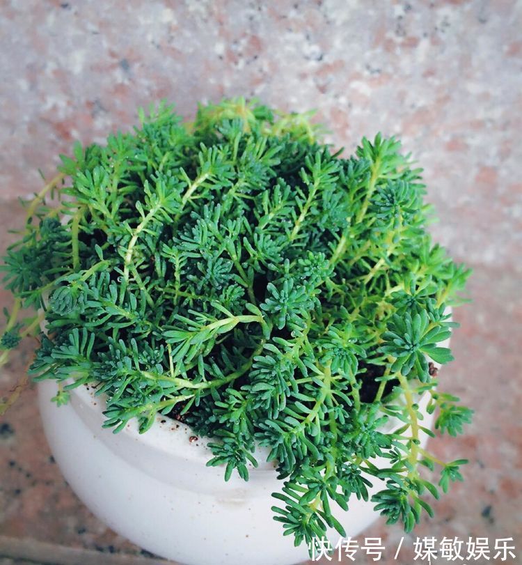 家居养花史上最容易爆盆的多肉植物，多肉爆盆就是这么简单