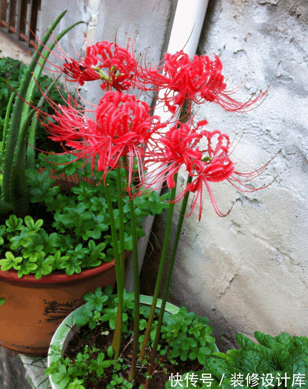 5种“漂亮花”,被名字耽误了一生,花开艳丽,却怕它“不吉利”