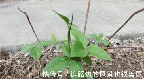 農村|這野草，農村常見，一斤卻賣到了幾百元，若再遇見，請重視