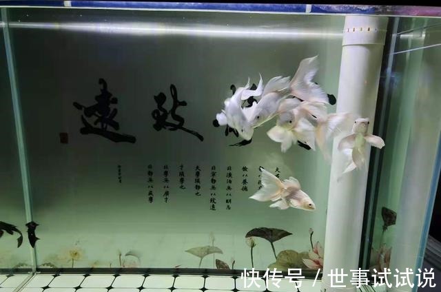 为什么鱼缸越换水,水质它会越不好呢!