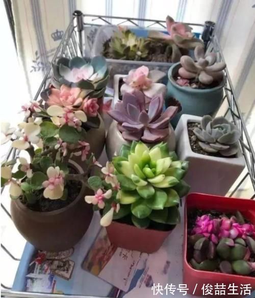 秘密|自带“仙气”的彩色多肉,分享上色的秘密和技巧