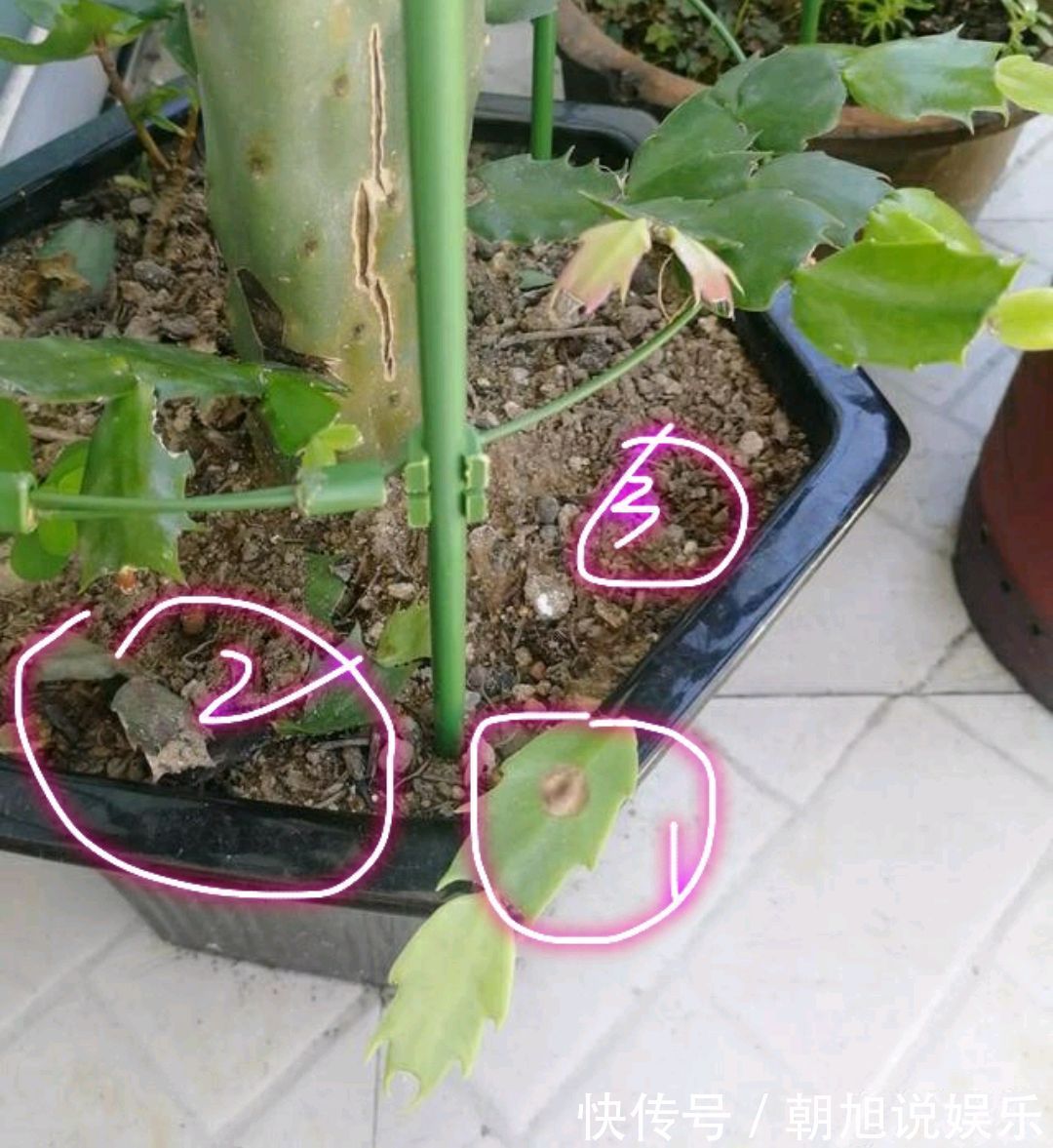 长势|仙人掌嫁接蟹爪兰,做不到4点,徒劳无功,嫁接一盆坏一盆