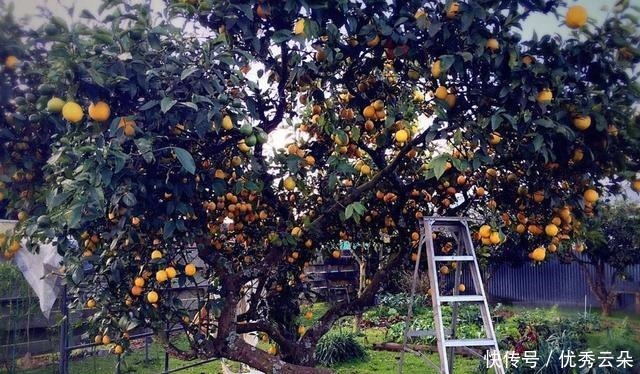 这里有庭院里最喜欢的果树,树大遮阳还能结果,吃得真开心