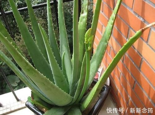 芦荟喜光畏寒怕涝,如何盆栽成老桩?养护专家告诉你