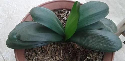 叶片|3种垃圾'一文不值',却对养花有用,可让植物叶片又绿又肥